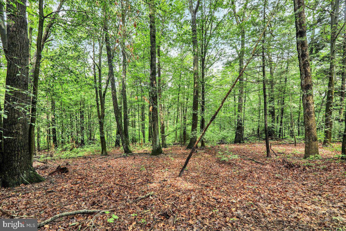 154 Deer Hill Road Reading, PA 19607 - Photo 75 of 97 a view of a forest with trees