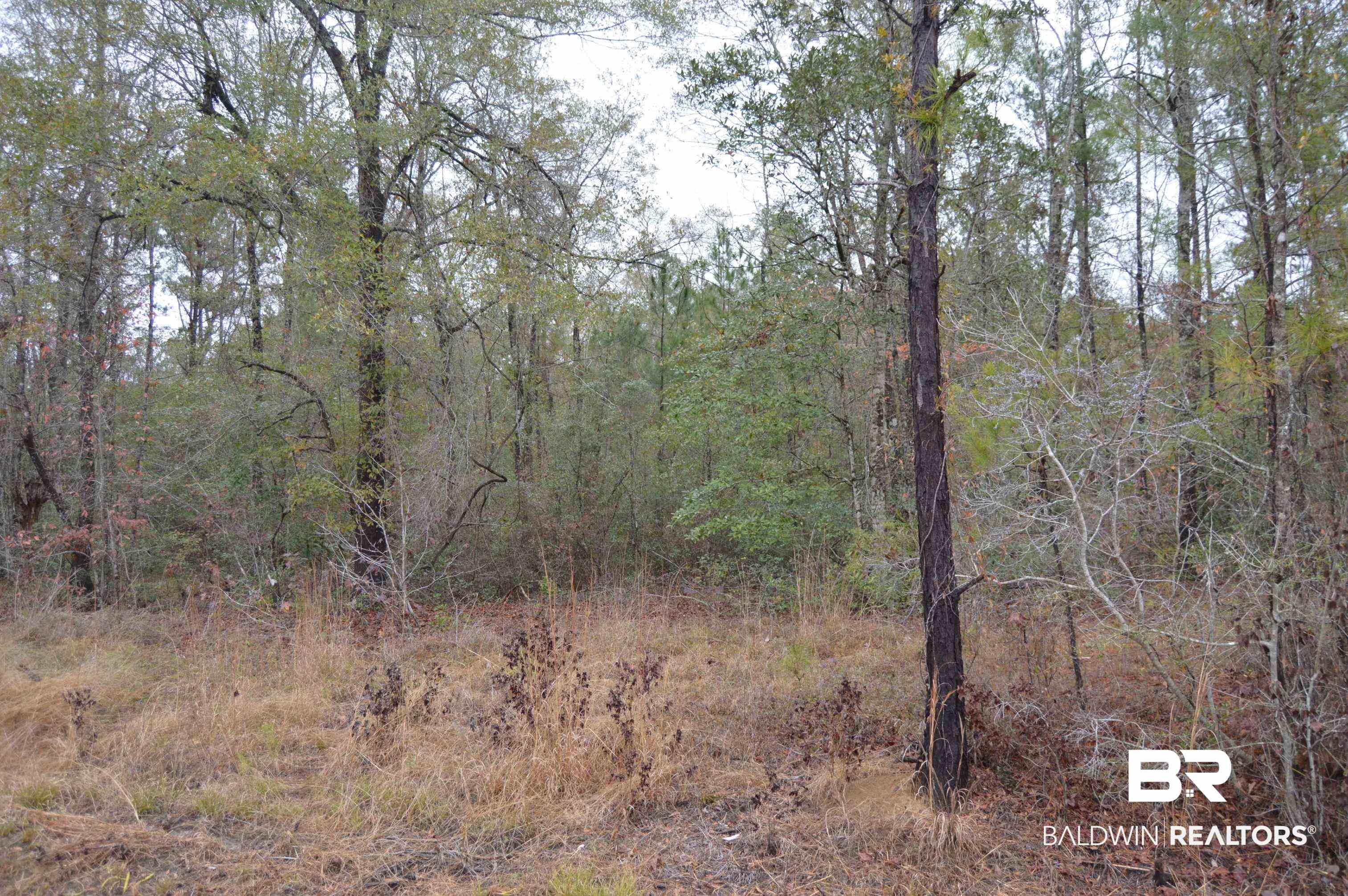 14 Marlin Street Stockton, AL 36579 - Photo 19 of 23 View of woods