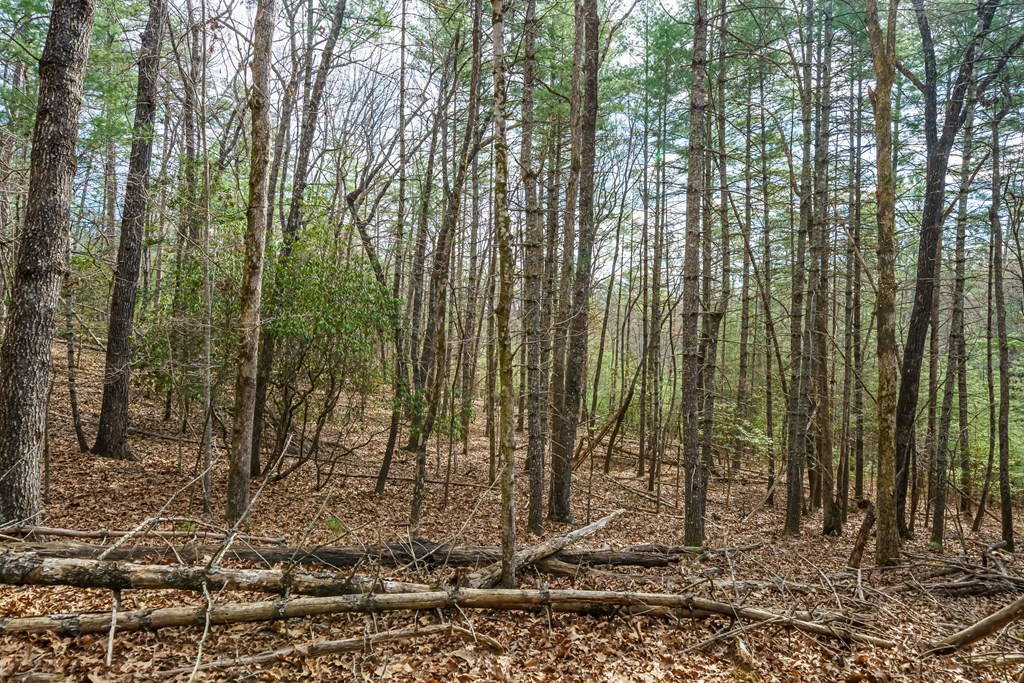 Lot 6 Hampton Road Morganton, GA 30560 - Photo 14 of 16 Gallery Image 14