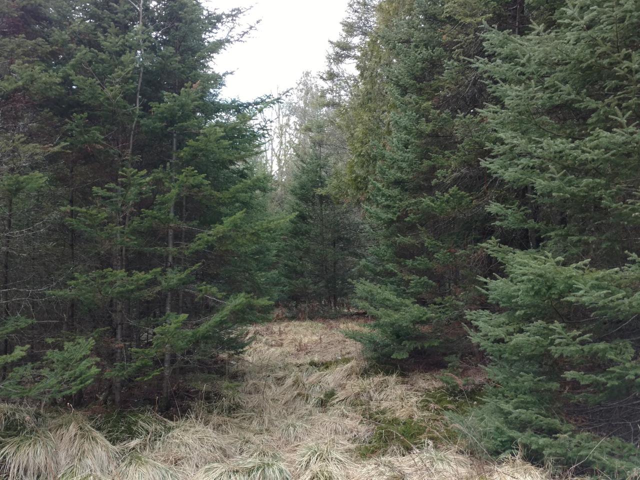 38-acres West Hackett Road Prentice, WI 54556 - Photo 2 of 12 Gallery Image 2