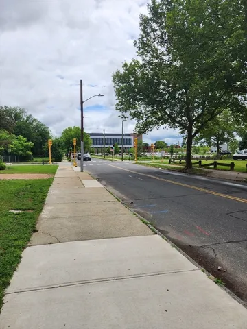 a park with large trees