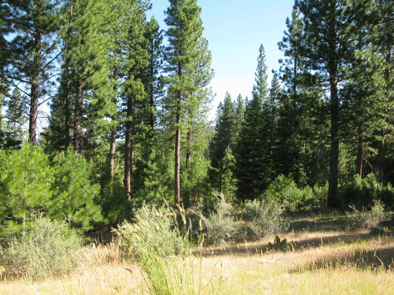 180 Saddle Ridge Road Clio, CA 96106 - Photo 23 of 38 Gallery Image 23