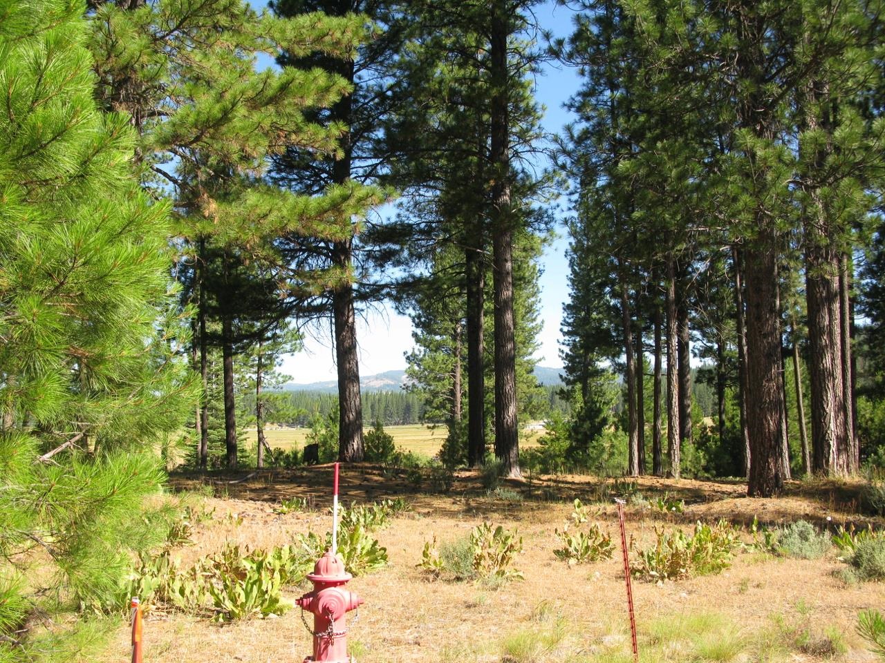 180 Saddle Ridge Road Clio, CA 96106 - Photo 27 of 38 Gallery Image 27