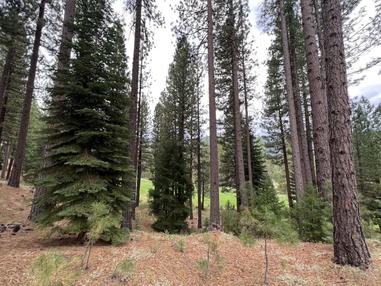 180 Saddle Ridge Road Clio, CA 96106 - Photo 10 of 38 Gallery Image 10