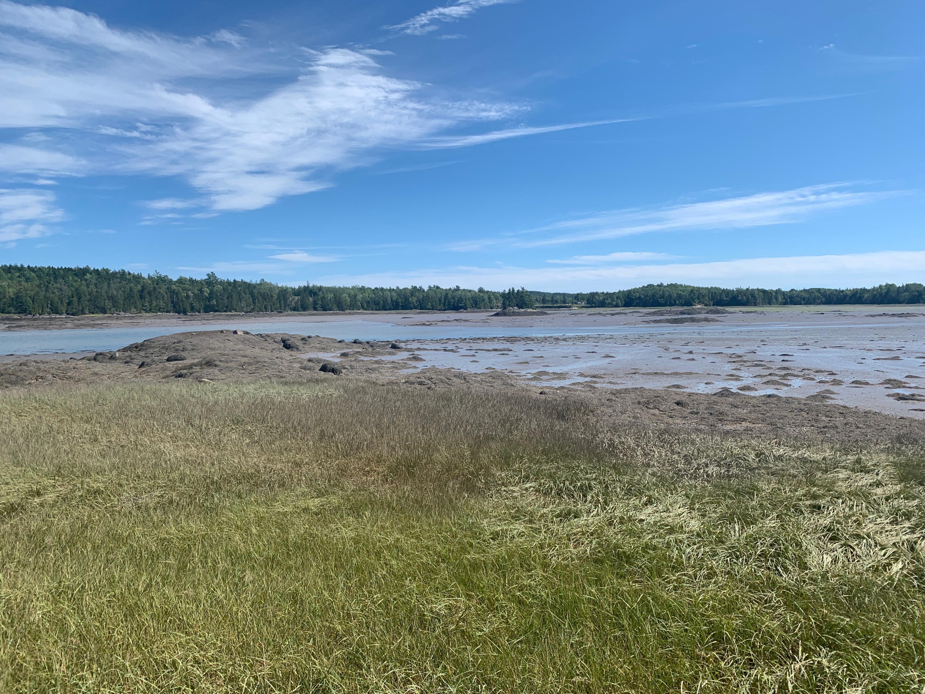 Lot 86 Huckins Neck- Off Lyons Road Lubec, ME 04652 - Photo 14 of 50 IMG_6427
