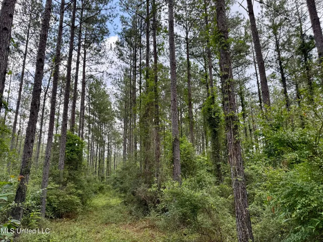 $298,650 | Sones Chapel Rd Road, Carriere, MS 39426