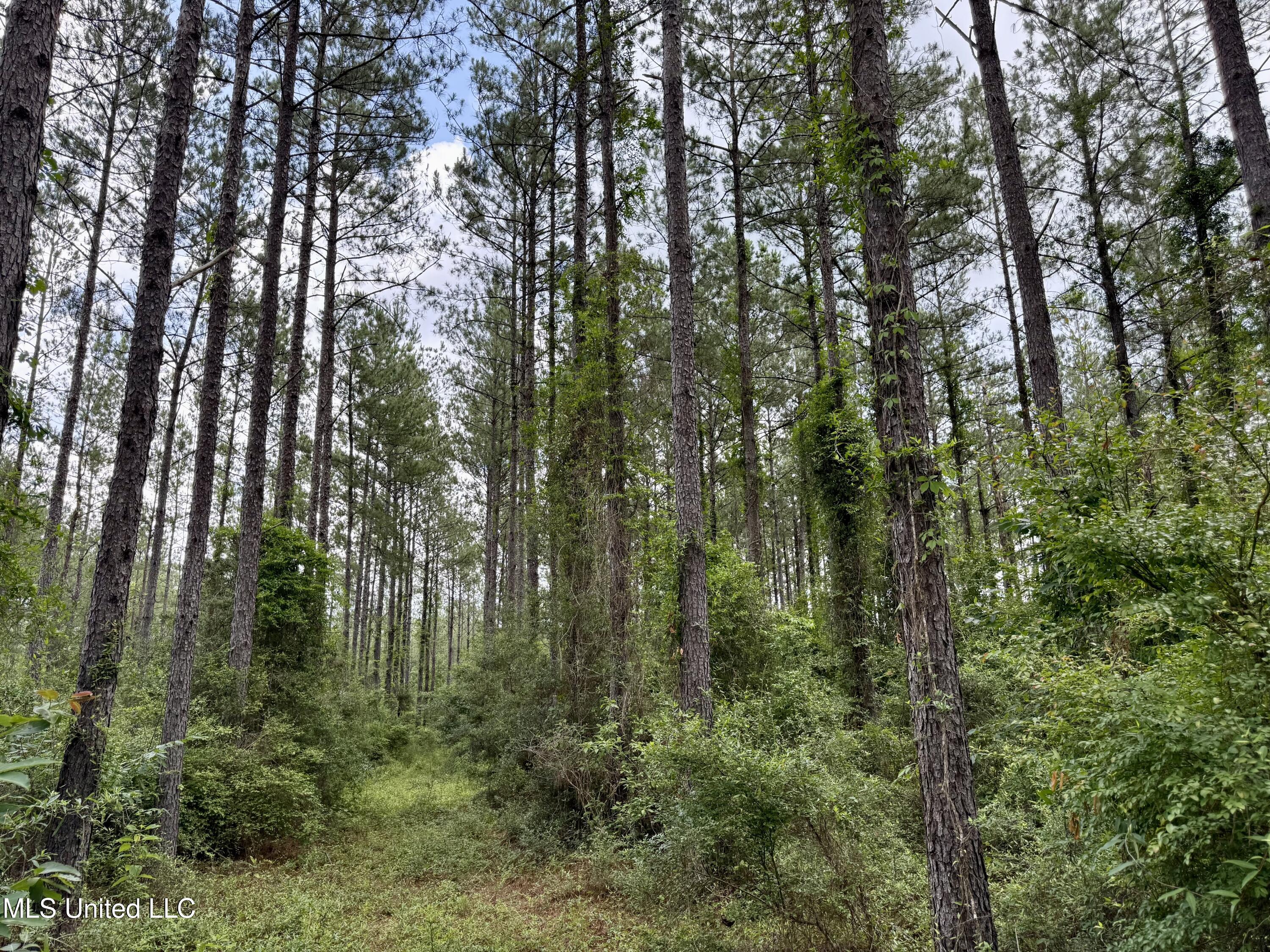 Sones Chapel Rd Road Carriere, MS 39426 - Photo 6 of 12 IMG_1063