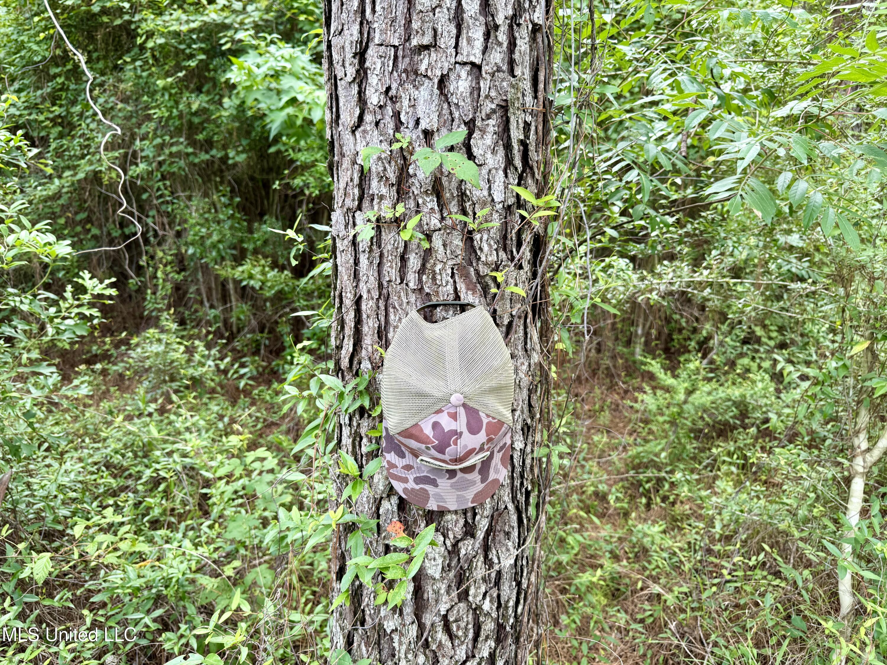 Sones Chapel Rd Road Carriere, MS 39426 - Photo 7 of 12 IMG_1064