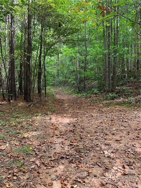 0 Edwards Road Rutherfordton, NC 28139 - Photo 6 of 6 a big yard with lots of green space and deers