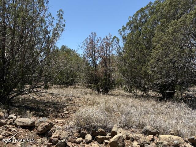 356 B Sierra Verde Ranch Seligman, AZ 86337 - Photo 6 of 6 a view of a yard with a tree
