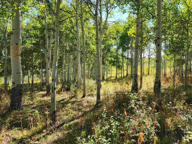 a view of a yard with plants and large trees