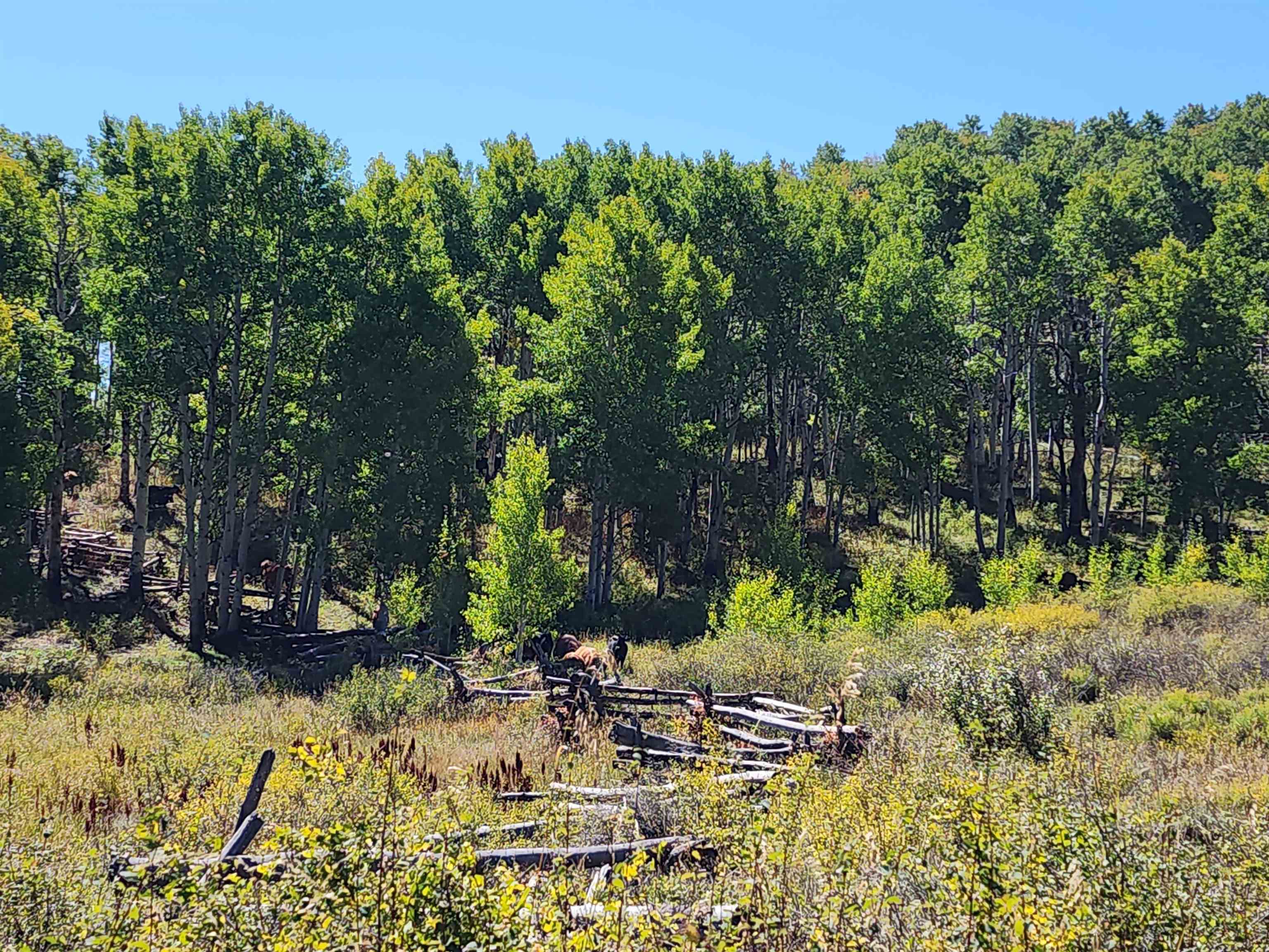 2586-26 26 1/10 Road Whitewater, CO 81527 - Photo 20 of 42 a view of outdoor space with trees