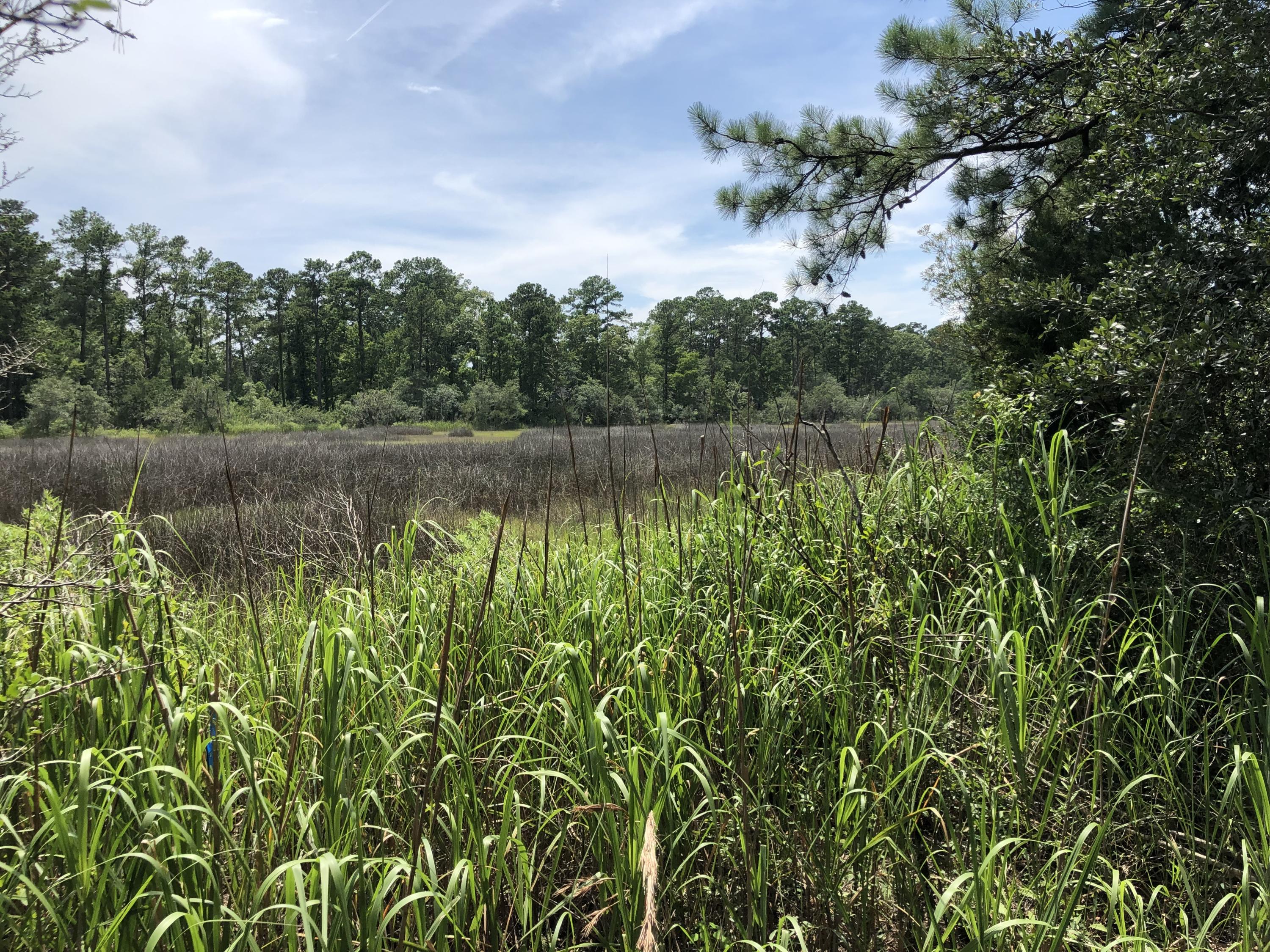Lot 26 Duck Club Road, Unit LOT 26 Ravenel, SC 29470 - Photo 11 of 63 6570AF1F-5BF3-413D-8405-E429A8A06FA0