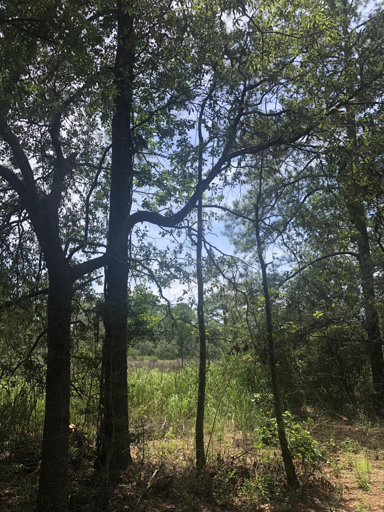 Lot 26 Duck Club Road, Unit LOT 26 Ravenel, SC 29470 - Photo 13 of 63 3F1F5D04-70E3-4E04-9689-05DB7DE23B28