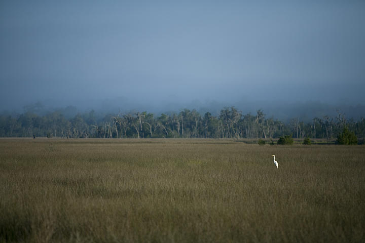 Lot 26 Duck Club Road, Unit LOT 26 Ravenel, SC 29470 - Photo 15 of 63 Marsh 1 - Copy