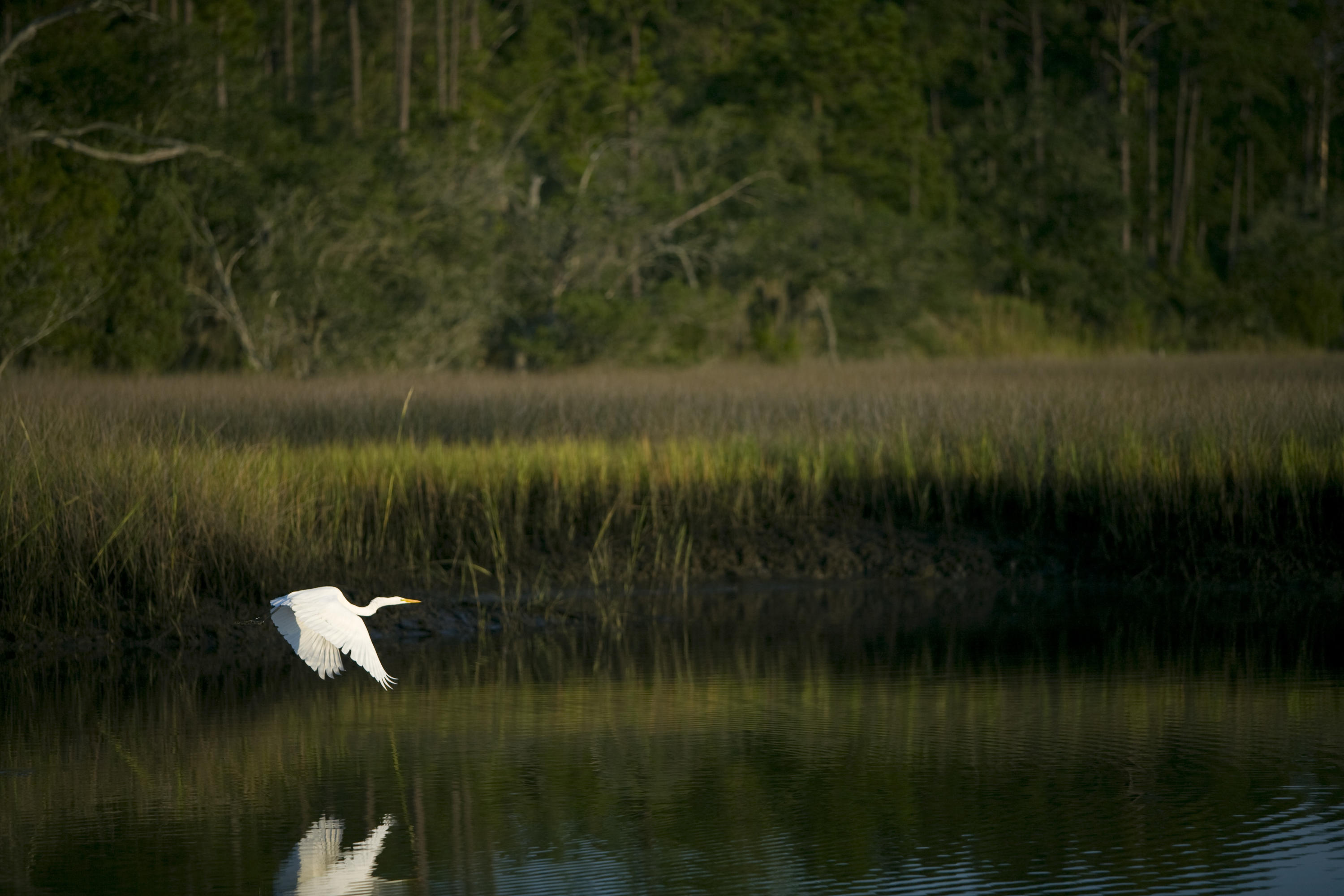Lot 26 Duck Club Road, Unit LOT 26 Ravenel, SC 29470 - Photo 16 of 63 Bird 3
