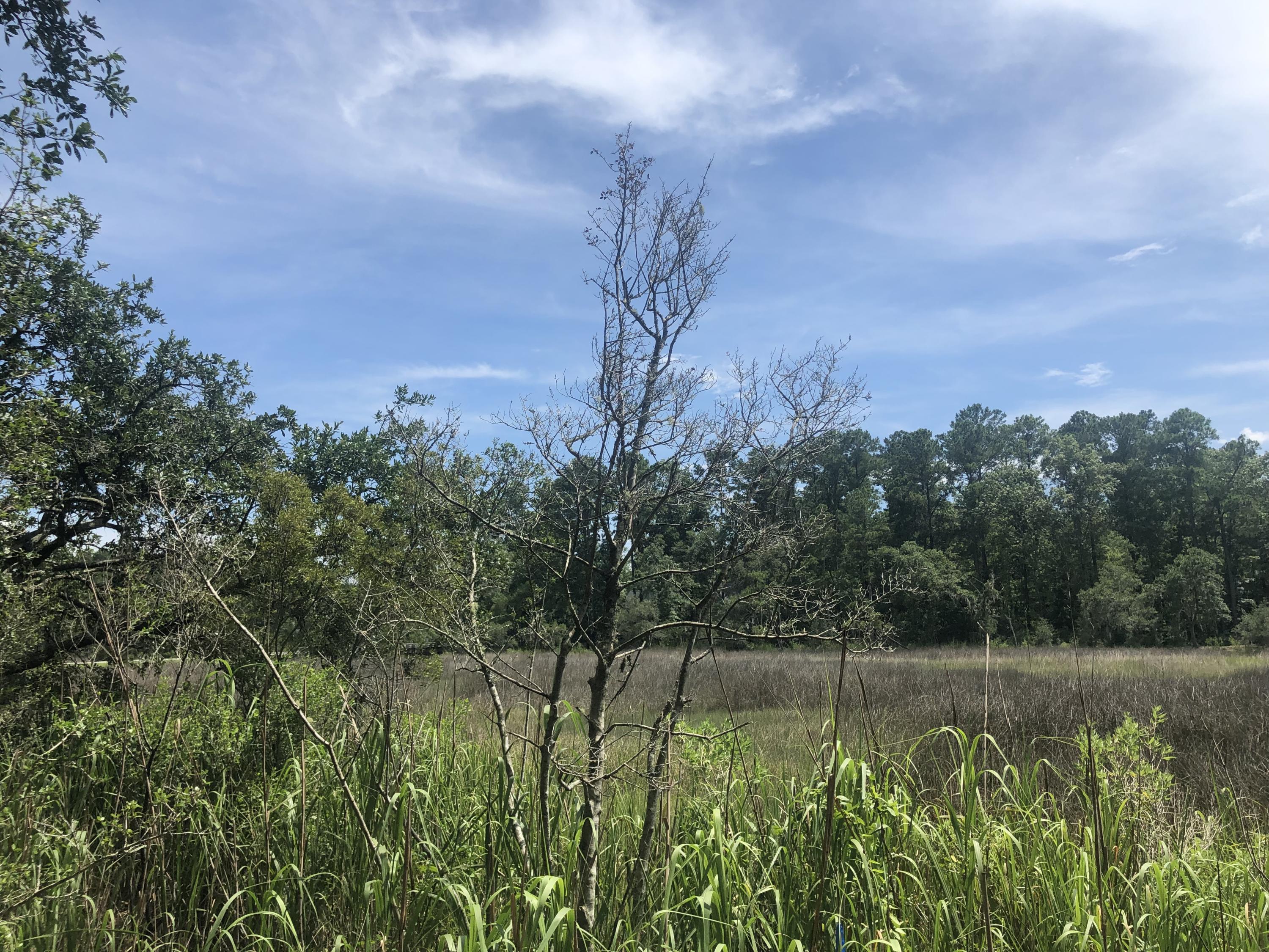 Lot 26 Duck Club Road, Unit LOT 26 Ravenel, SC 29470 - Photo 10 of 63 DB07A978-6FC2-40B5-98EE-036FD13A8267