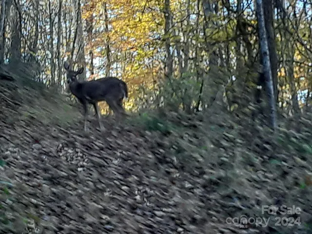 $696,500 | 2200 Walnut Creek Road, Marshall, NC 28753