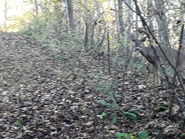 $696,500 | 2200 Walnut Creek Road, Marshall, NC 28753