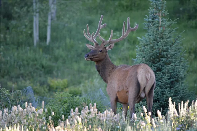 $1,049,000 | 26715 Neptune Place, Clark, CO 80428