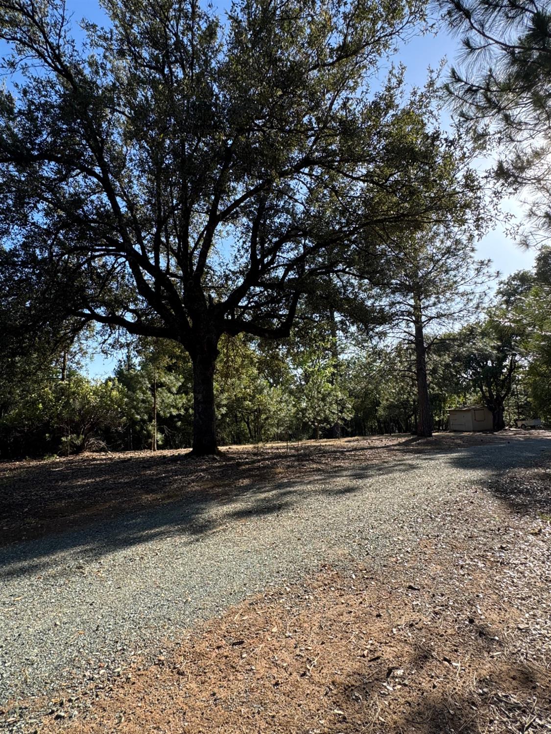 14577 Andrews Road Pine Grove, CA 95665 - Photo 4 of 37 a view of a yard with plants and trees