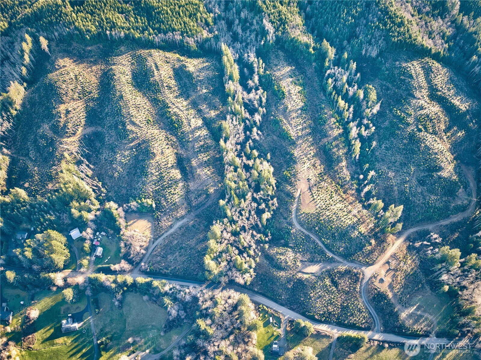 3 South Valley Road Naselle, WA 98638 - Photo 3 of 19 a picture of tree