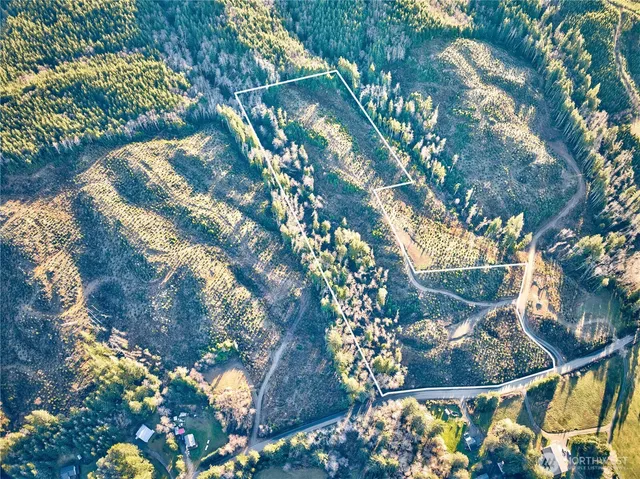 a view of a tree with a flower