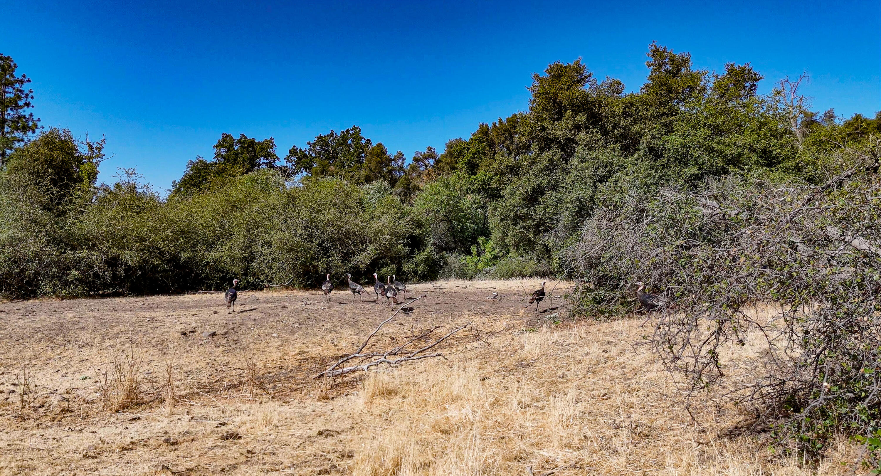 0 Whitaker Forest Road Miramonte, CA 93603 - Photo 6 of 15 Wild Turkeys