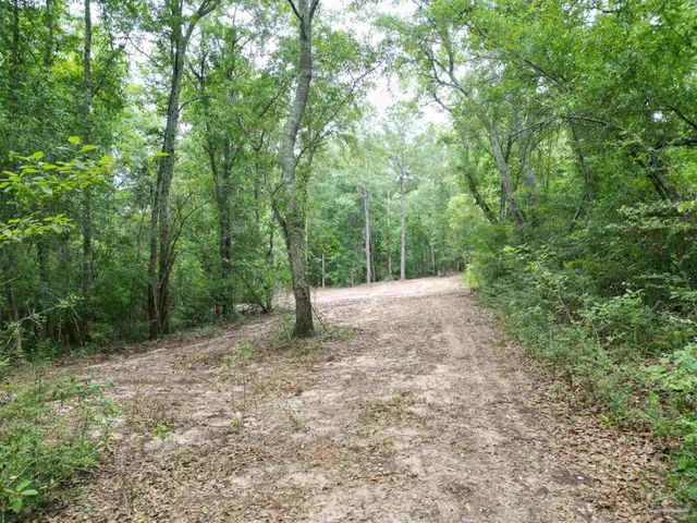 a view of a forest with trees in the background