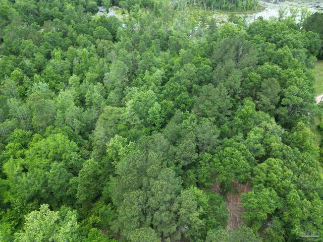 a view of a lush green forest
