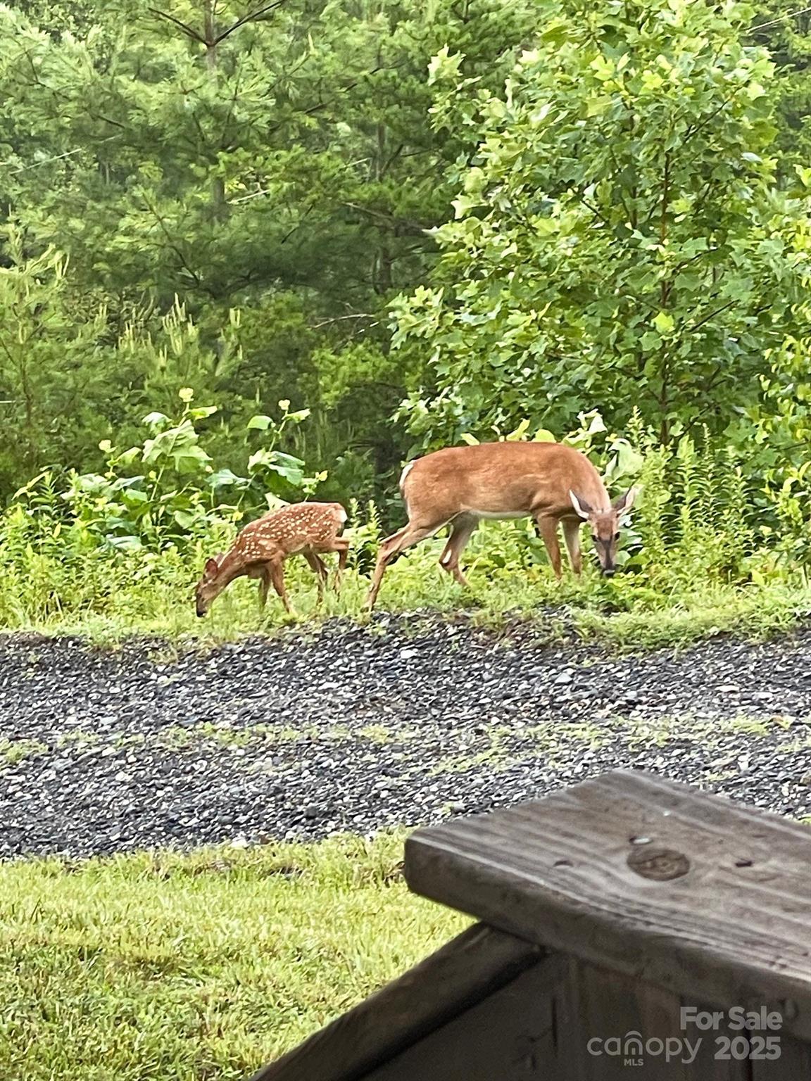 161 Blue Rock Road Burnsville, NC 28714 - Photo 42 of 48 a view of a yard with wooden fence
