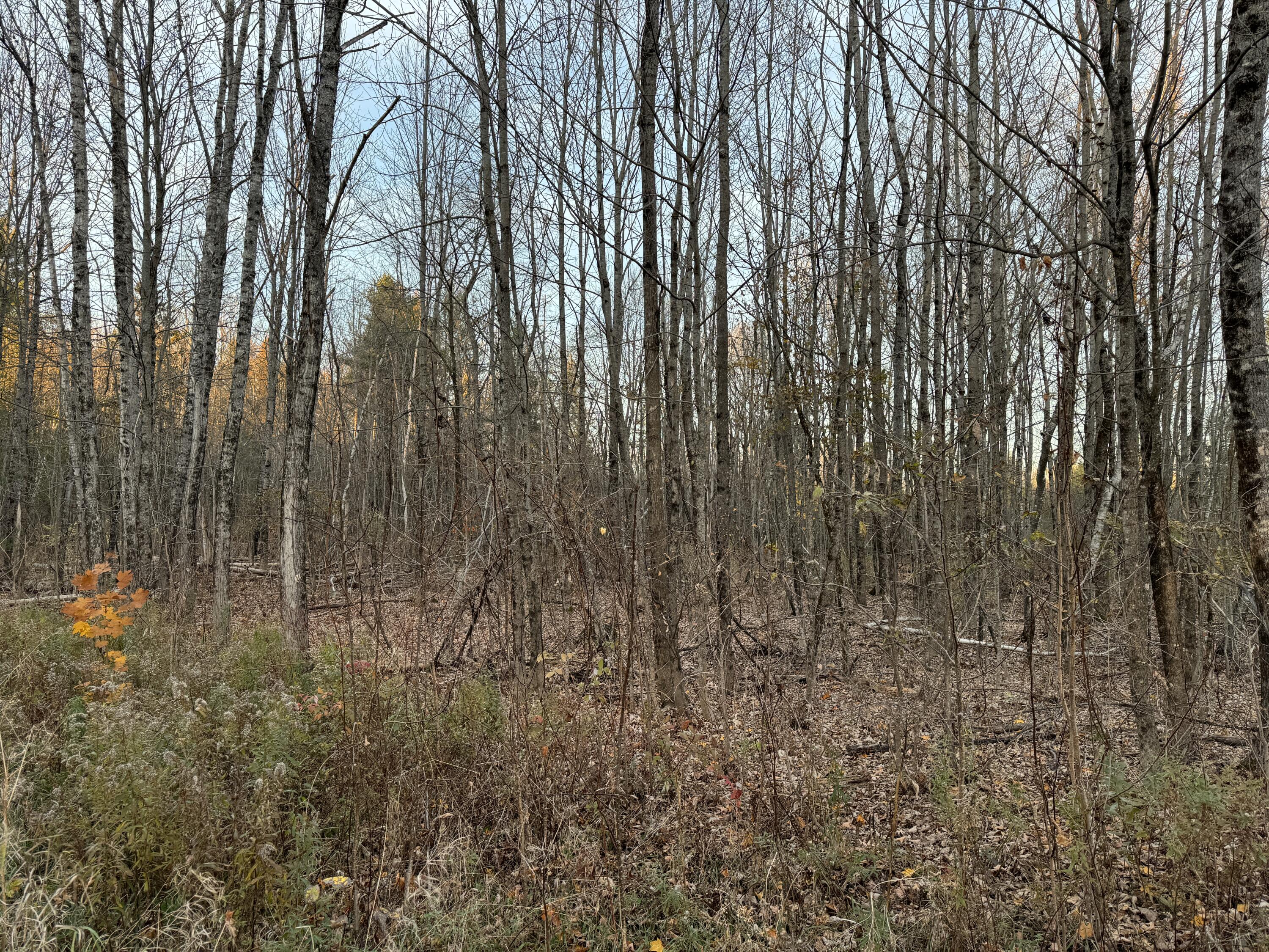 Lot # Wing Road Dexter, ME 04930 - Photo 3 of 8 IMG_6302