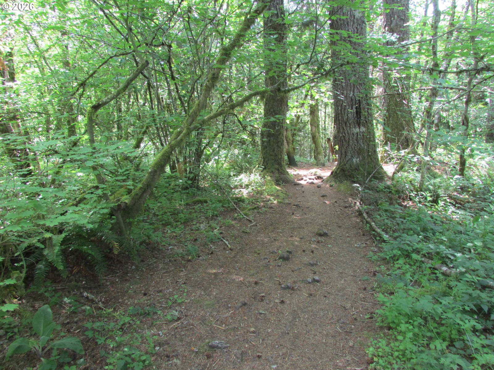 64930 East Mountain Meadow Lane Rhododendron, OR 97049 - Photo 44 of 46