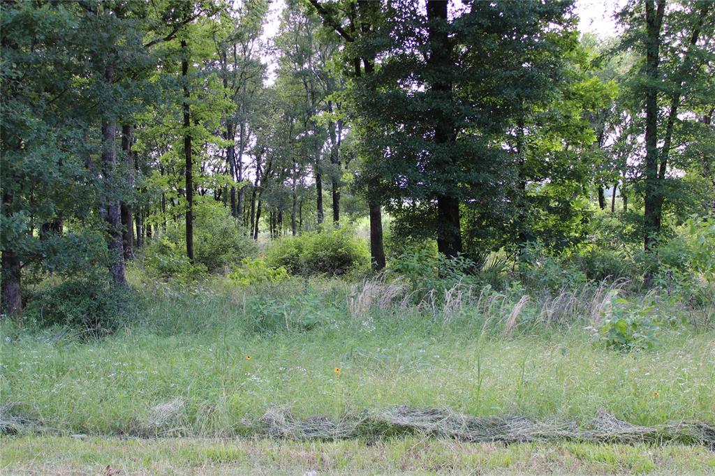 116 Lakeview Trail Mabank, TX 75147 - Photo 6 of 13 Mature trees defining the property perimeter and dense natural foliage
