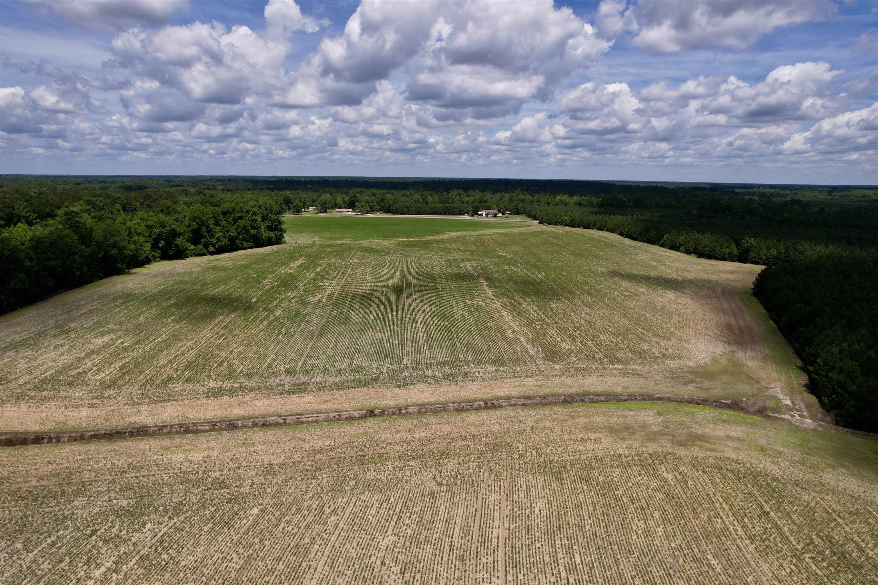 83.03-acres - Birch Creek Road Andrews, SC 29510 - Photo 9 of 25