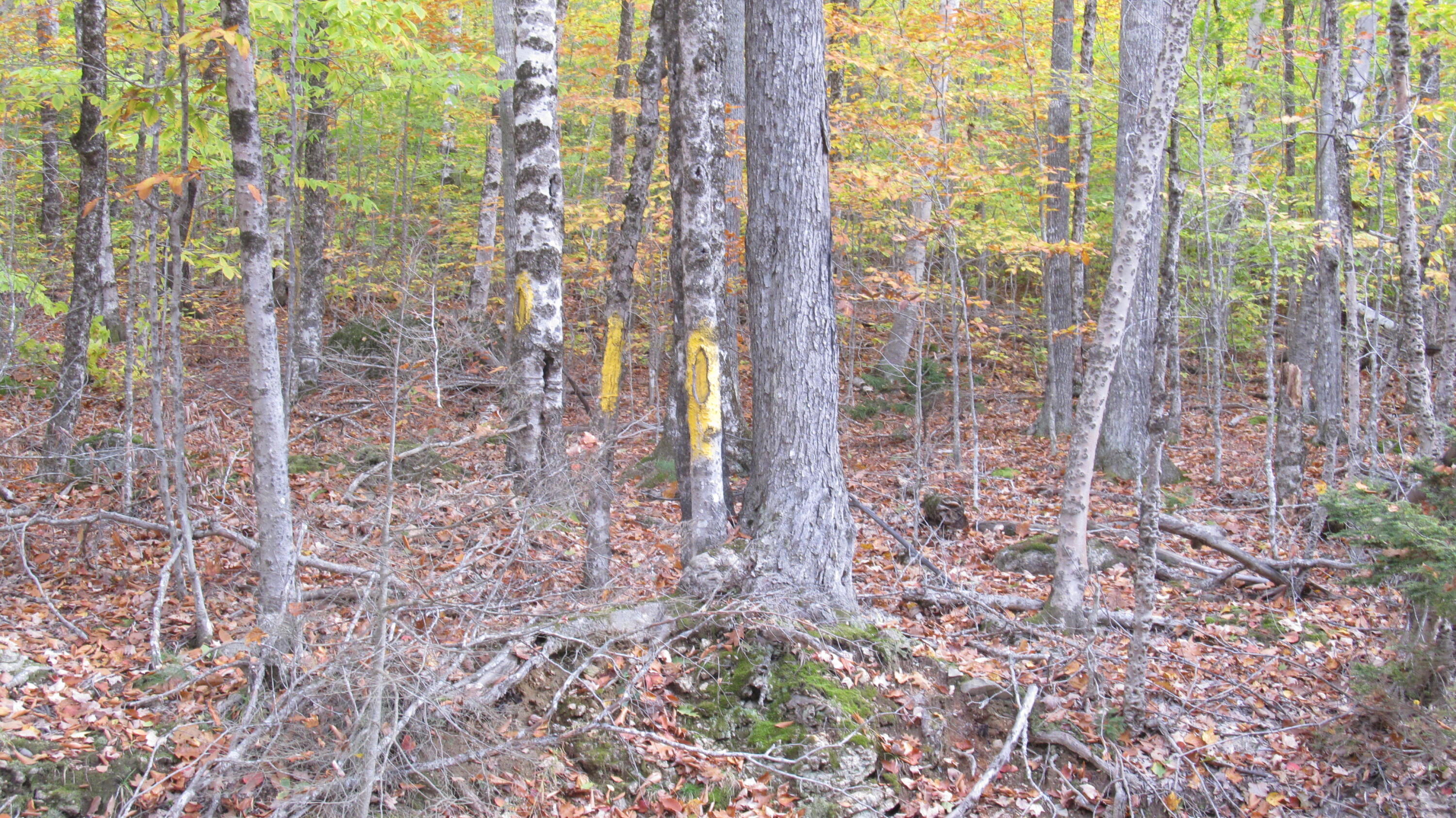 0 Peakes Hill Road Dedham, ME 04429 - Photo 6 of 46 IMG_8508
