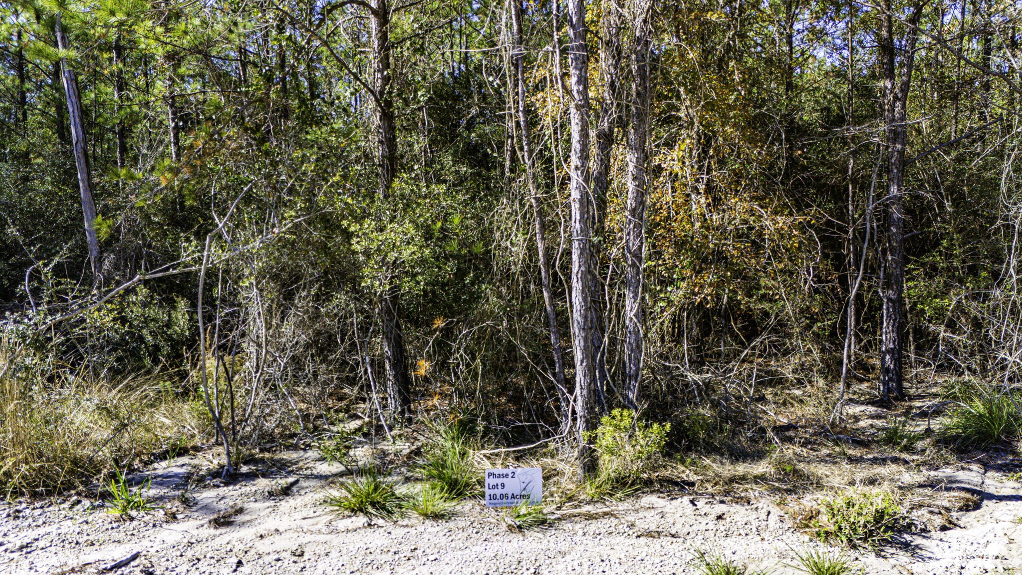 29 Sportsman Retreat Road Onalaska, TX 77360 - Photo 4 of 17 a view of a yard with plants and trees