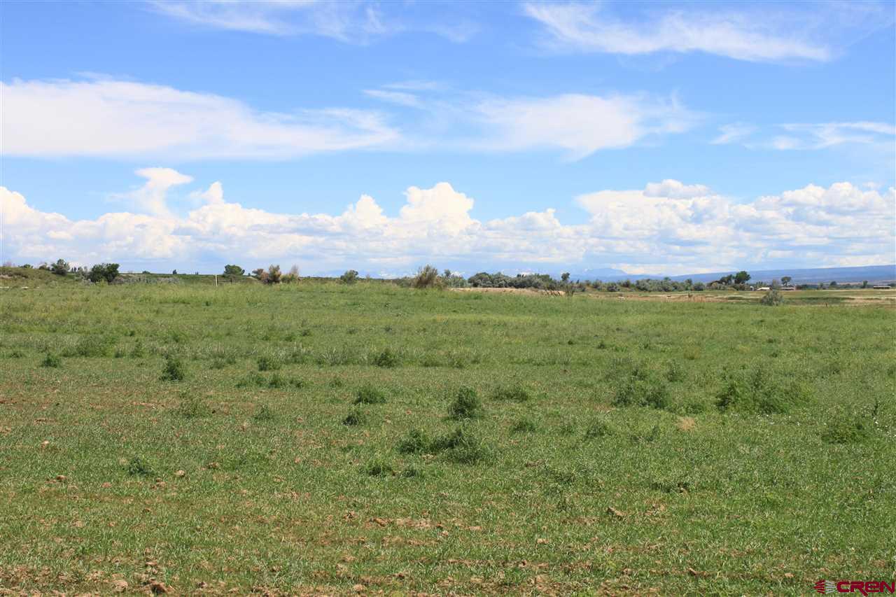 13580 25 Mesa Road Delta, CO 81416 - Photo 6 of 33 a view of a big yard with plants and a large tree