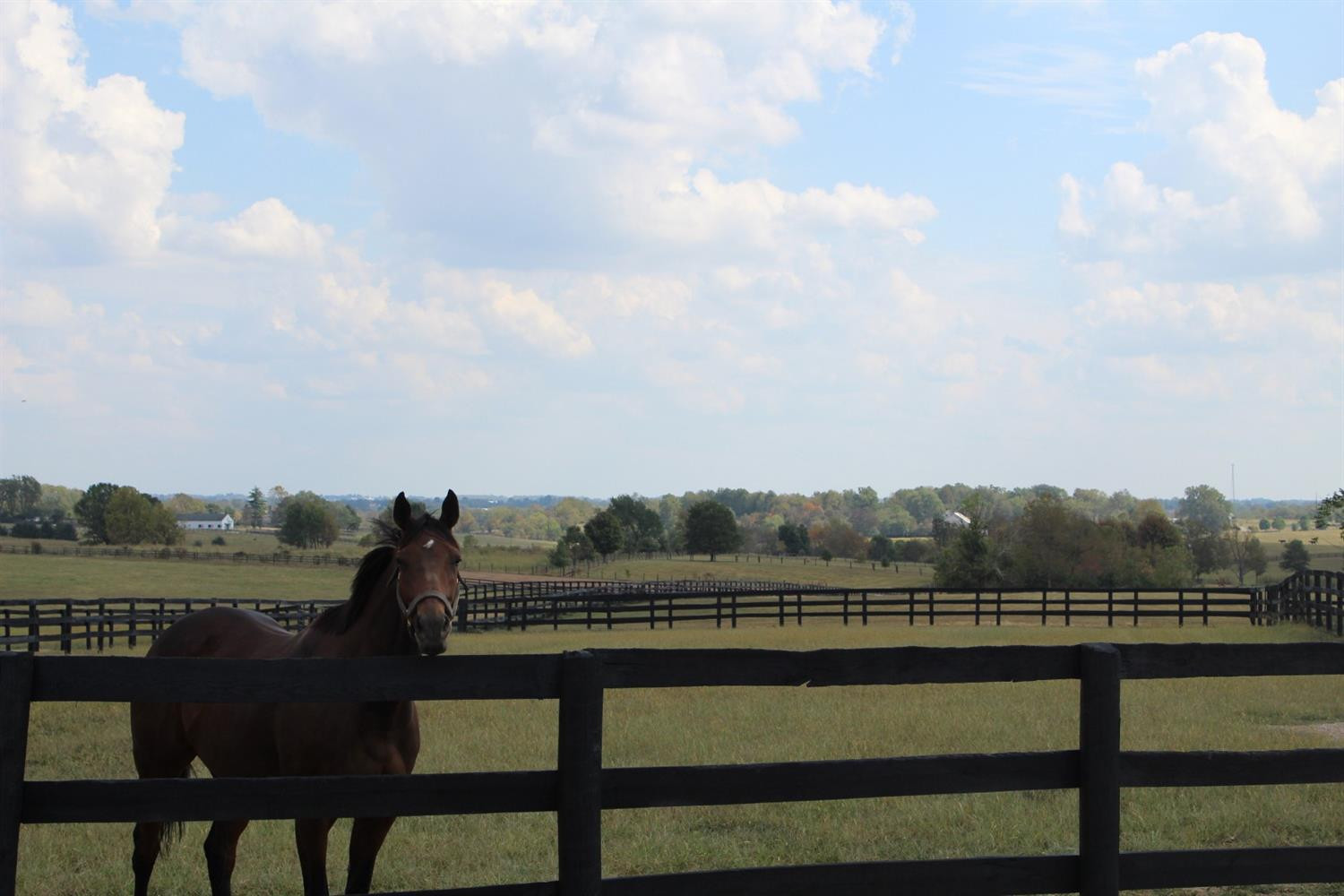 250 Ferguson Road Paris, KY 40361 - Photo 11 of 35 Listing Photo