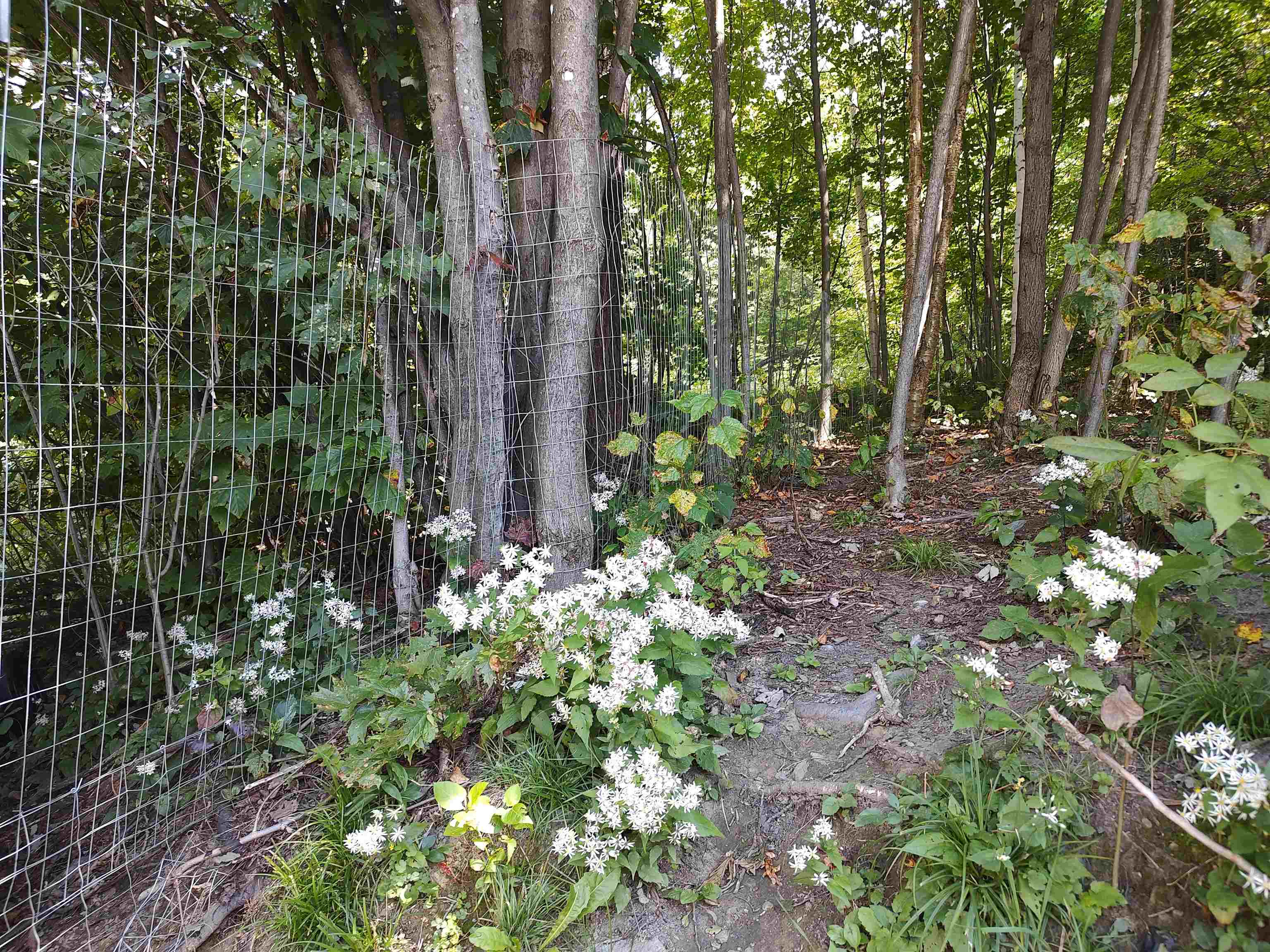 4898 Camp Brook Road Bethel, VT 05032 - Photo 8 of 31