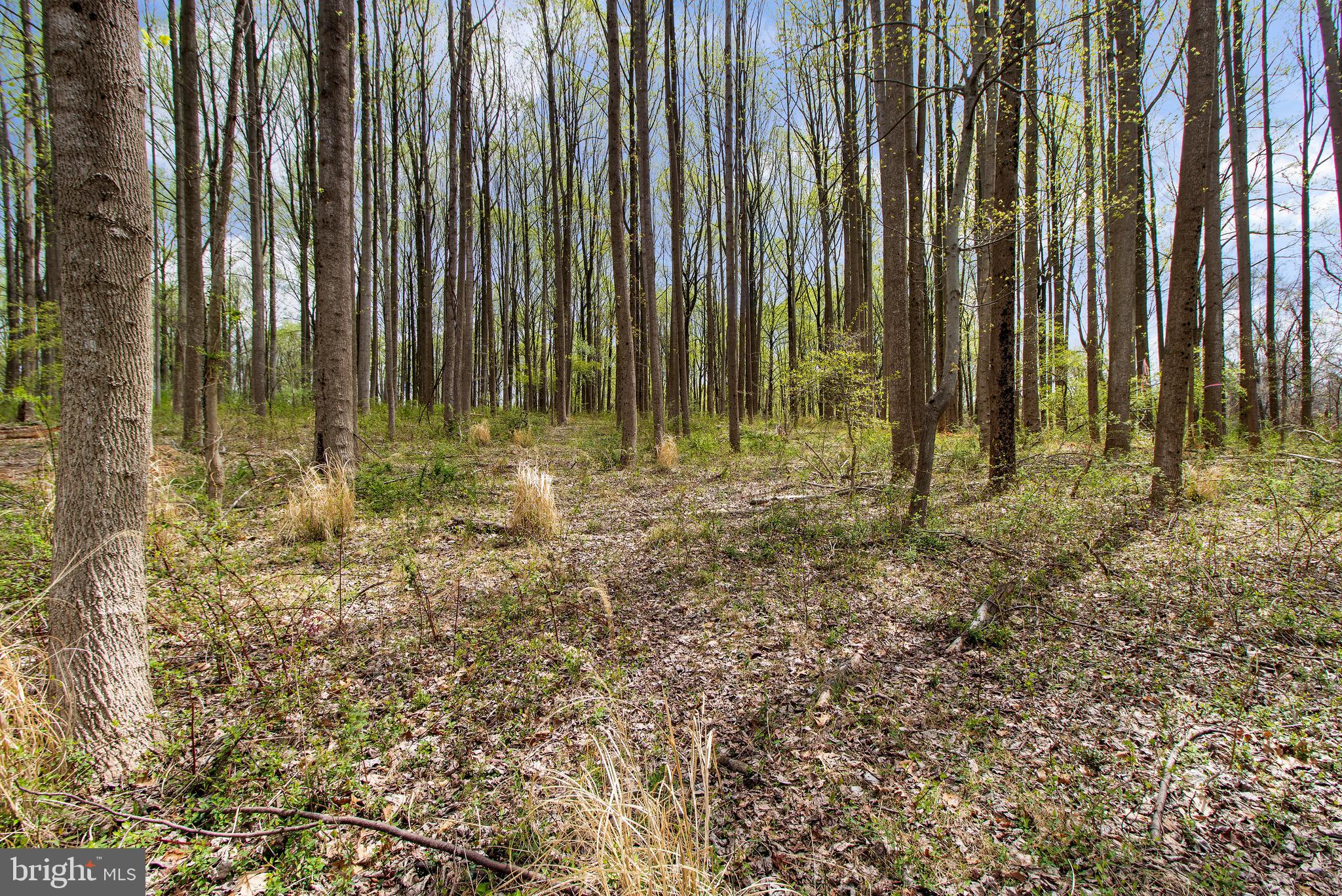 Brighton Dam Road Clarksville, MD 21029 - Photo 4 of 10