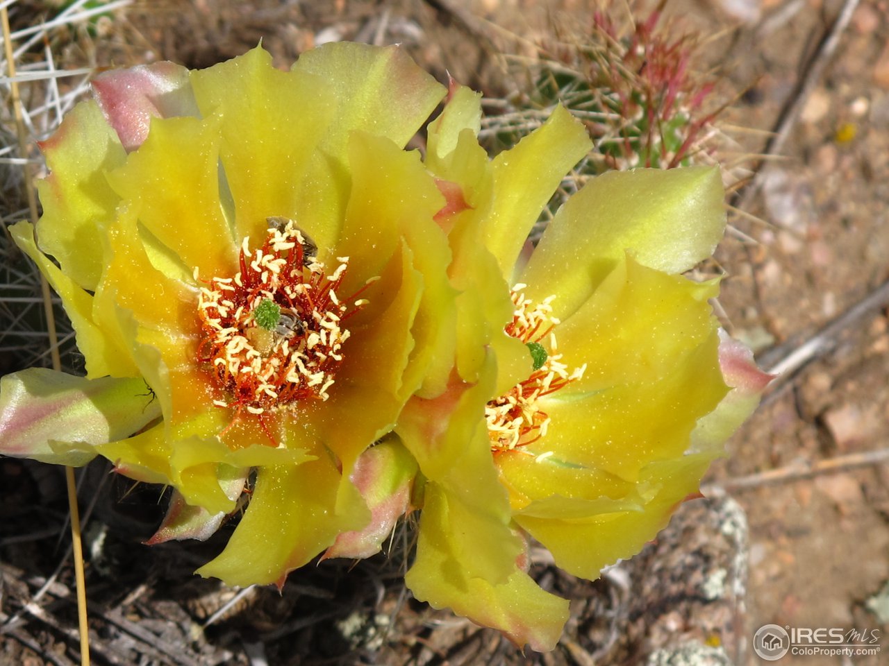 0 Cherokee Park-cr 80c Road Livermore, CO 80536 - Photo 21 of 25 Blooming cactus on ranch