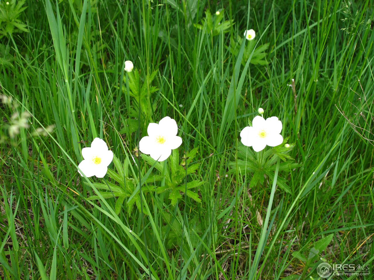 0 Cherokee Park-cr 80c Road Livermore, CO 80536 - Photo 22 of 25 Wild flowers