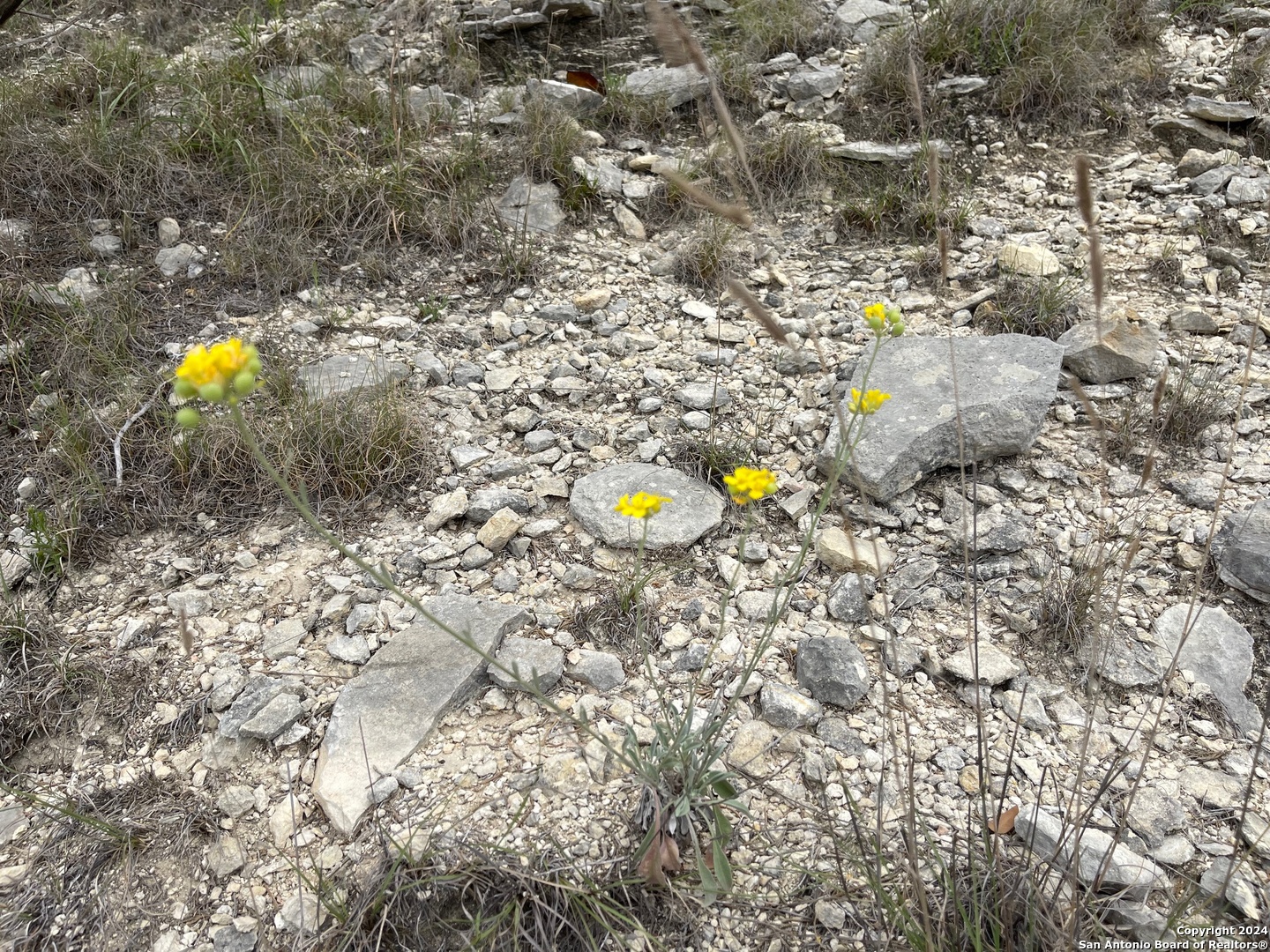 Lots 1-3 5-20 Georges Road Lakehills, TX 78063 - Photo 15 of 17 a view of a tree with back yard