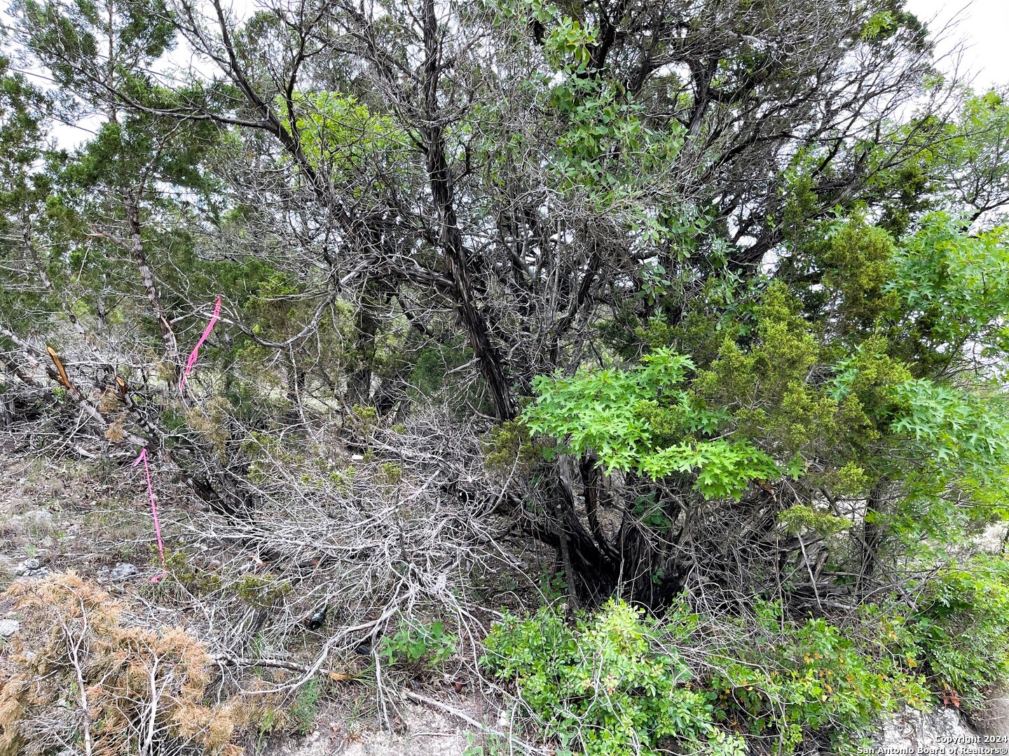 Lots 1-3 5-20 Georges Road Lakehills, TX 78063 - Photo 6 of 17 a plant view in yard