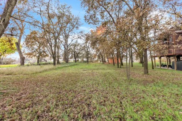 a huge green field with lots of bushes