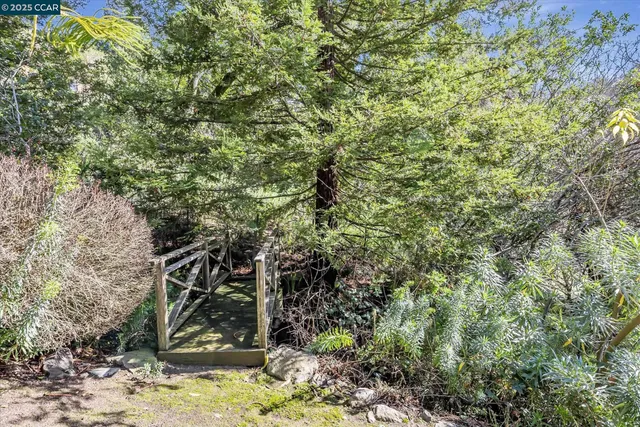 a view of a tree in a yard