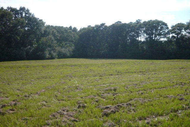 12-ac Cool Springs Road Opp, AL 36467 - Photo 3 of 14 Gallery Image 3