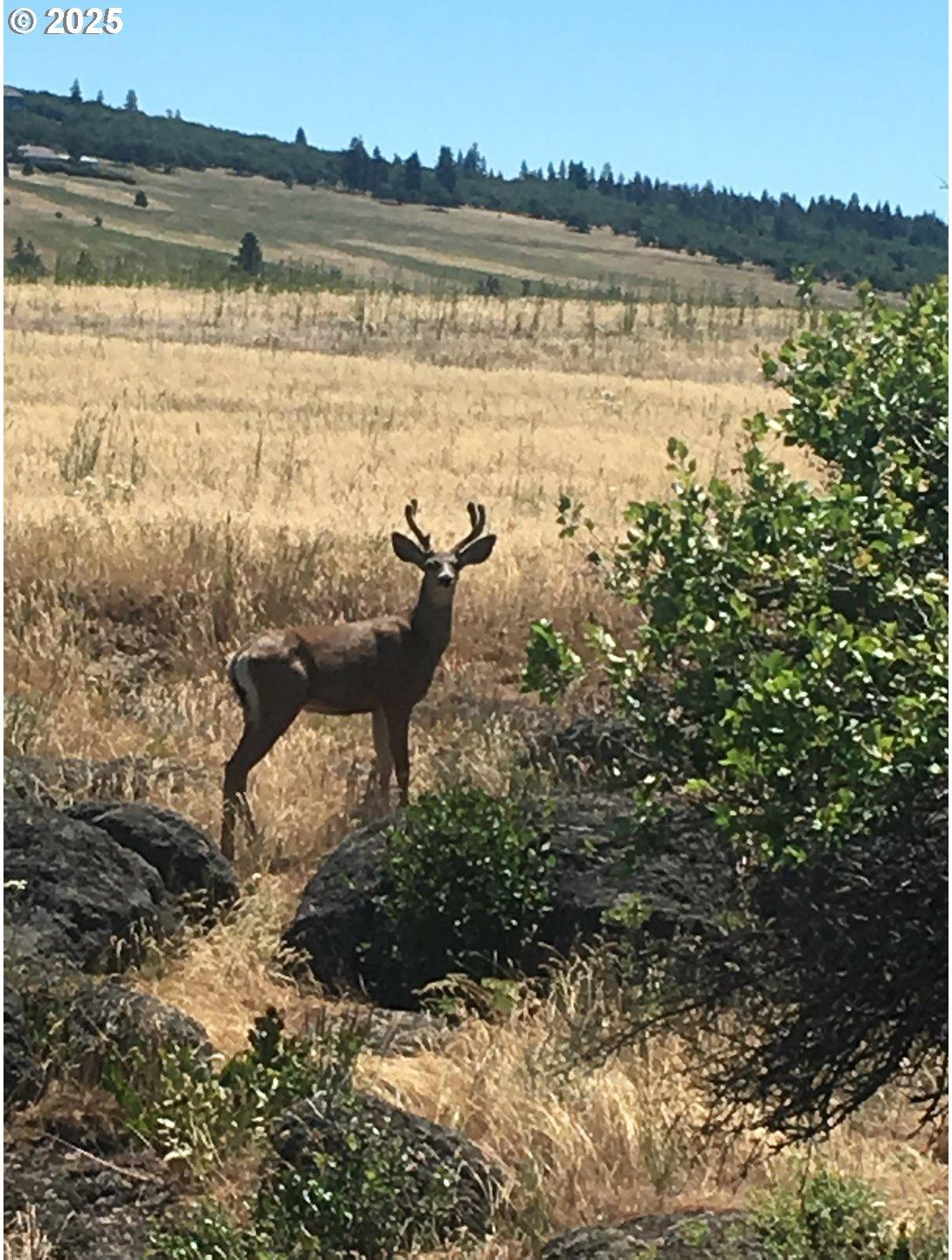 Fairgrounds Road Goldendale, WA 98620 - Photo 11 of 48 Gallery Image 11