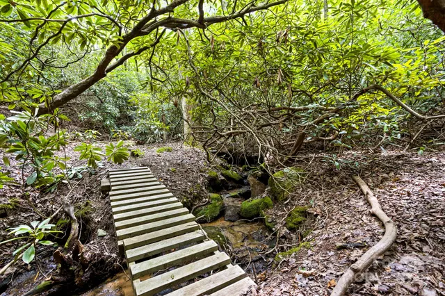 a view of a backyard with plants and trees